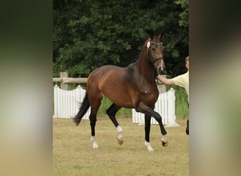 Hannoveraner, Stute, 5 Jahre, 174 cm, Brauner