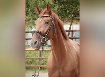 Hannoveraner, Stute, 5 Jahre, 174 cm