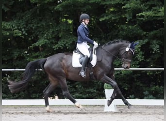 Hannoveraner, Stute, 5 Jahre, 174 cm, Dunkelbrauner