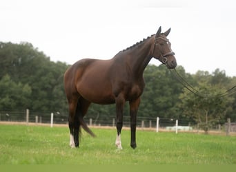 Hannoveraner, Stute, 5 Jahre, 174 cm, Dunkelbrauner