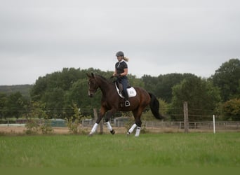 Hannoveraner, Stute, 5 Jahre, 174 cm, Dunkelbrauner