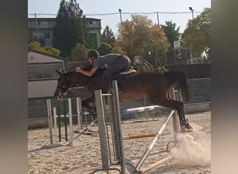 Hannoveraner, Stute, 5 Jahre, 174 cm, Hellbrauner