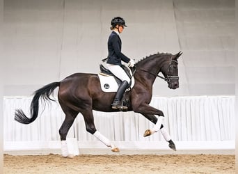 Hannoveraner, Stute, 5 Jahre, 174 cm, Rappe