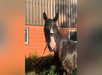 Hannoveraner, Stute, 5 Jahre, 174 cm, Rappe