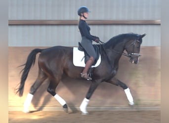Hannoveraner, Stute, 5 Jahre, 175 cm, Dunkelbrauner