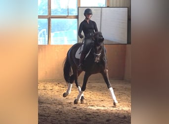 Hannoveraner, Stute, 5 Jahre, 175 cm, Dunkelbrauner