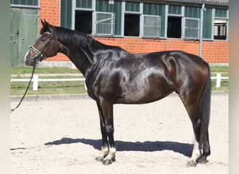 Hannoveraner, Stute, 5 Jahre, 175 cm, Dunkelbrauner