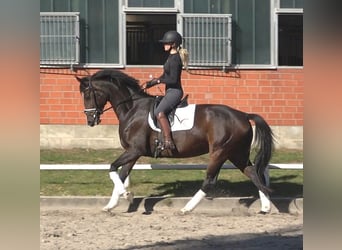 Hannoveraner, Stute, 5 Jahre, 175 cm, Dunkelbrauner