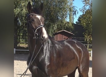 Hannoveraner, Stute, 5 Jahre, 175 cm, Dunkelbrauner