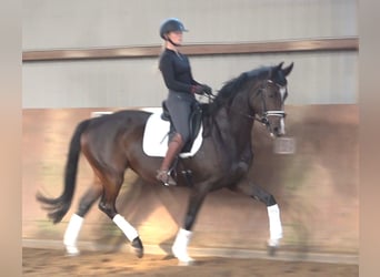 Hannoveraner, Stute, 5 Jahre, 175 cm, Dunkelbrauner