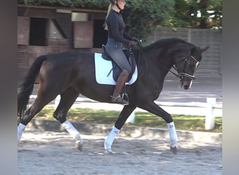 Hannoveraner, Stute, 5 Jahre, 175 cm, Dunkelbrauner