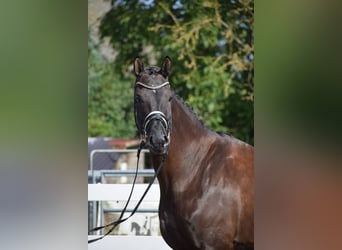Hannoveraner, Stute, 5 Jahre, 175 cm, Rappe