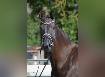 Hannoveraner, Stute, 5 Jahre, 175 cm, Rappe