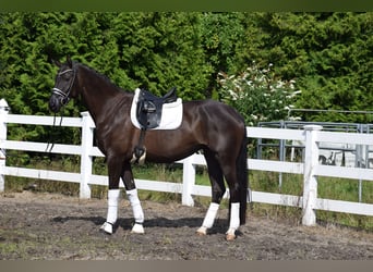 Hannoveraner, Stute, 5 Jahre, 175 cm, Rappe