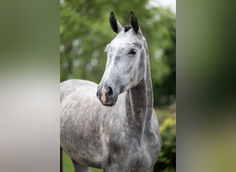 Hannoveraner, Stute, 5 Jahre, 175 cm, Schimmel