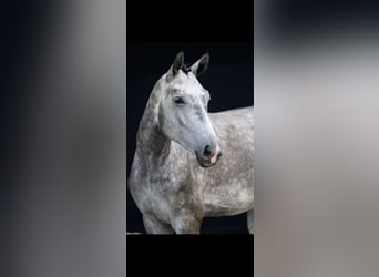 Hannoveraner, Stute, 5 Jahre, 175 cm, Schimmel