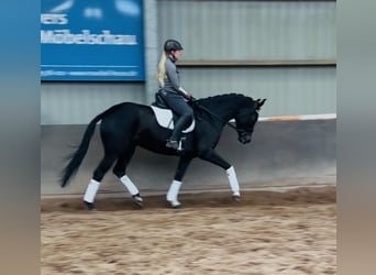 Hannoveraner, Stute, 5 Jahre, 175 cm, Schwarzbrauner