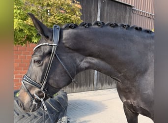 Hannoveraner, Stute, 5 Jahre, 175 cm, Schwarzbrauner