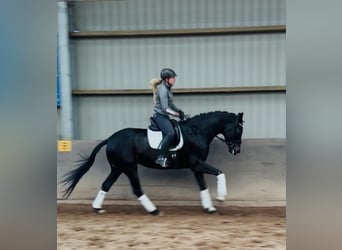 Hannoveraner, Stute, 5 Jahre, 175 cm, Schwarzbrauner