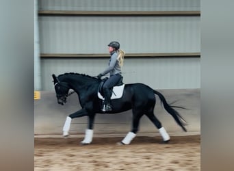 Hannoveraner, Stute, 5 Jahre, 175 cm, Schwarzbrauner
