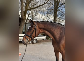 Hannoveraner, Stute, 5 Jahre, 176 cm, Brauner