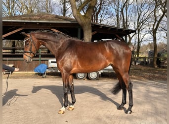 Hannoveraner, Stute, 5 Jahre, 176 cm, Brauner