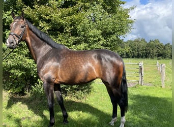 Hannoveraner, Stute, 5 Jahre, 178 cm, Brauner