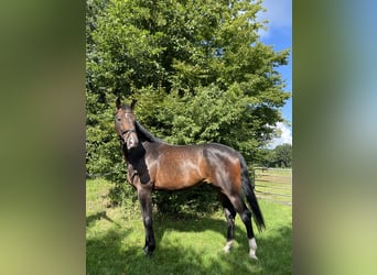 Hannoveraner, Stute, 5 Jahre, 178 cm, Brauner