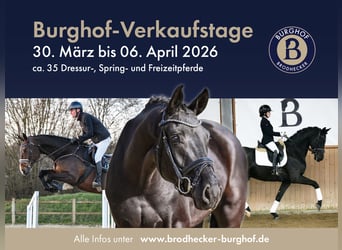 Hannoveraner, Stute, 5 Jahre, 180 cm, Fuchs