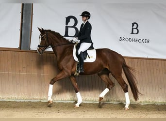 Hannoveraner, Stute, 5 Jahre, 180 cm, Fuchs