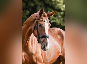 Hannoveraner, Stute, 5 Jahre, 180 cm, Fuchs