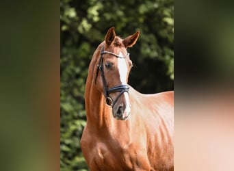 Hannoveraner, Stute, 5 Jahre, 180 cm, Fuchs