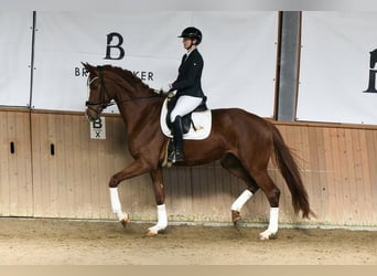 Hannoveraner, Stute, 5 Jahre, 180 cm, Fuchs