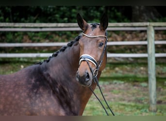 Hannoveraner, Stute, 5 Jahre, 181 cm, Brauner