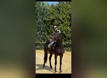 Hannoveraner, Stute, 5 Jahre, 181 cm, Rappe