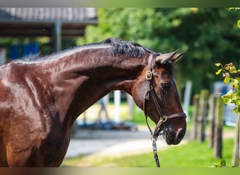 Hannoveraner, Stute, 5 Jahre, Brauner