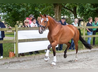 Hannoveraner, Stute, 5 Jahre, Brauner