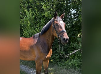 Hannoveraner, Stute, 5 Jahre, Brauner