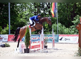 Hannoveraner, Stute, 5 Jahre, Brauner