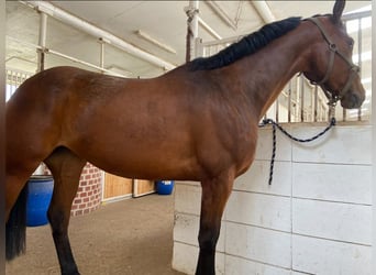 Hannoveraner, Stute, 5 Jahre, Brauner