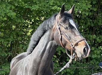 Hannoveraner, Stute, 5 Jahre, Dunkelbrauner Hannoveraner, Stute, 5 Jahre, Dunkelbrauner
