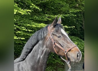 Hannoveraner, Stute, 5 Jahre, Dunkelbrauner Hannoveraner, Stute, 5 Jahre, Dunkelbrauner