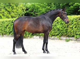 Hannoveraner, Stute, 5 Jahre, Dunkelbrauner