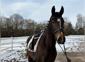 Hannoveraner, Stute, 5 Jahre, Dunkelbrauner