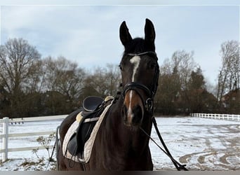 Hannoveraner, Stute, 5 Jahre, Dunkelbrauner