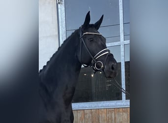 Hannoveraner, Stute, 5 Jahre, Rappe