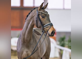 Hannoveraner, Stute, 5 Jahre, Schwarzbrauner