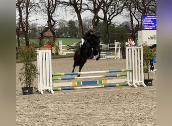 Hannoveraner, Stute, 5 Jahre, Schwarzbrauner