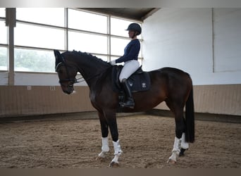 Hannoveraner, Stute, 5 Jahre