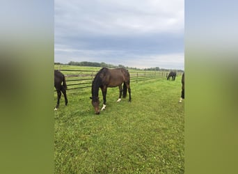 Hannoveraner, Stute, 6 Jahre, 156 cm, Dunkelbrauner